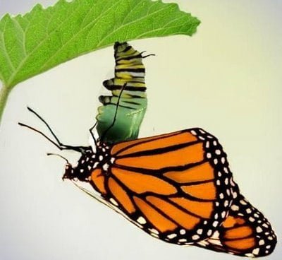 Cómo se convierte en mariposa una oruga