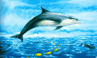 El atún y el delfín
