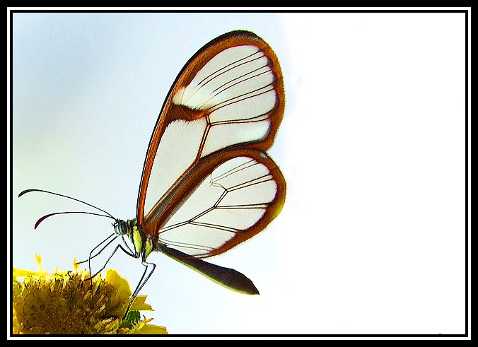 mariposa1