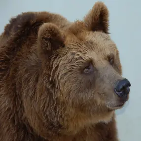 Por qué el oso no tiene rabo