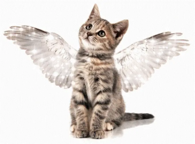gato con alas