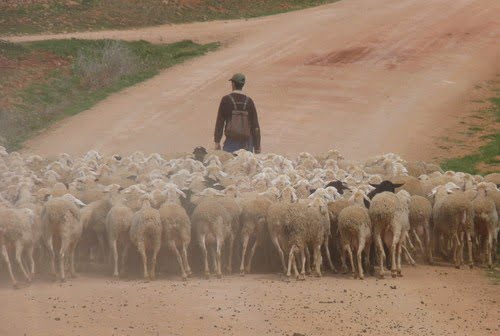 pastor y ovejas