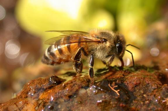 ¿Por qué fabrican miel las abejas?