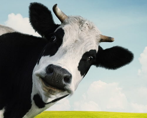 La vaca lechera - Canción infantil