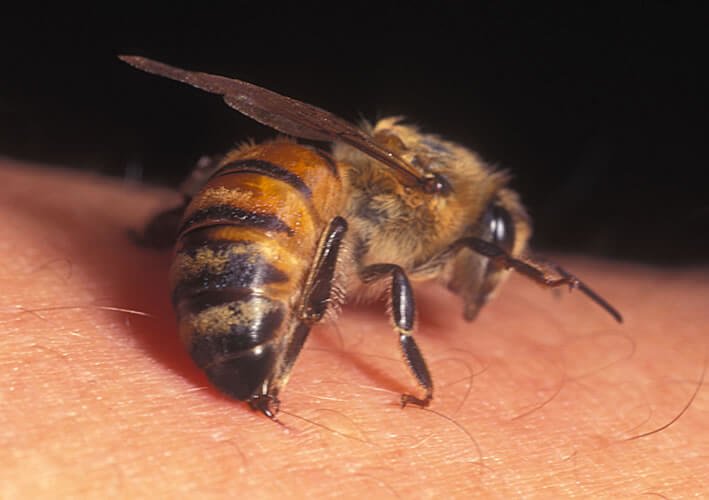 Por qué pican las abejas