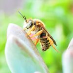 La abeja haragana - Cuento clásico de Horacio Quiroga
