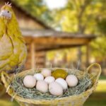 La gallina de los huevos de oro - Fábulas de Esopo