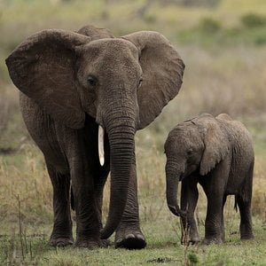 cuentos infantiles de elefantes