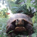 Gregoria la tortuga - Cuento sobre vejez
