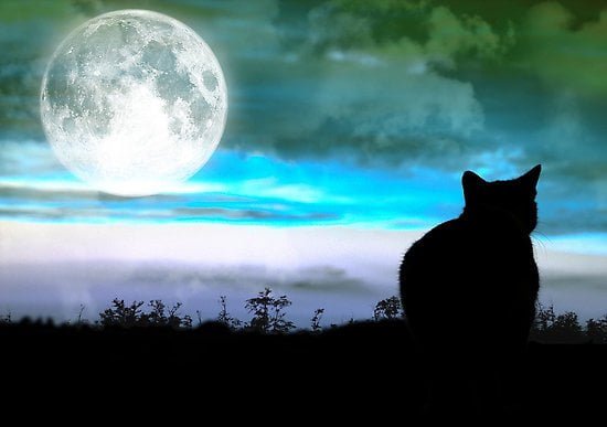 Poema del gato y la luna