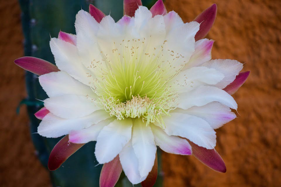 La flor de cactus. Leyenda tucumana