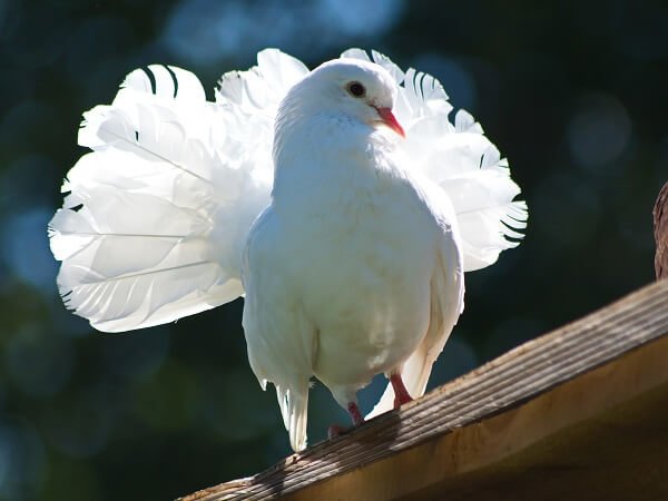 La paloma y yo - Poema infantil