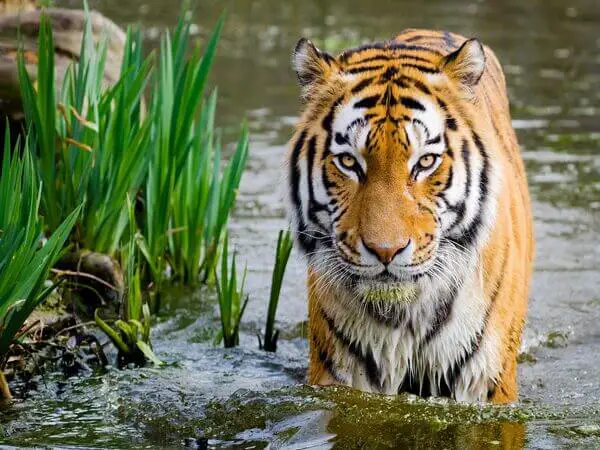 El tigre y la rana - Cuento popular del Tíbet