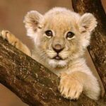 Chaquiro, la increíble historia de un león - Cuentos de leones