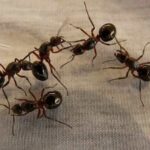Hormigas en el azúcar - Cuento infantil de animales
