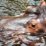 Allá en la selva - Poema de hipopótamo