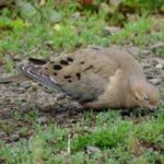 La paloma sabanera - Cuento de cuidado del medio ambiente
