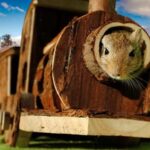 Tren de ratones - Poema con rimas