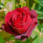 Zulay y la rosa mágica - Cuento sobre flores