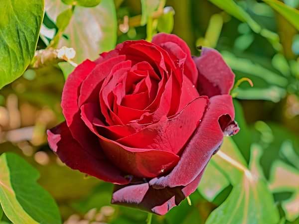 Zulay y la rosa mágica - Cuento sobre flores