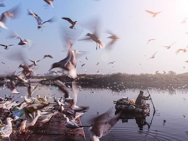 Aves pescando en el río