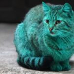 Gato verde en Bulgaria