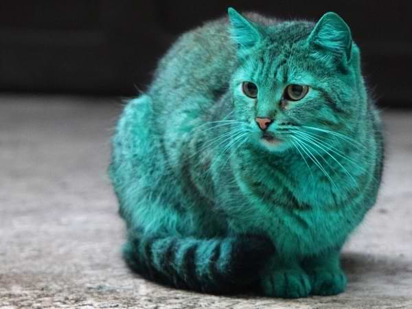 Gato verde en Bulgaria