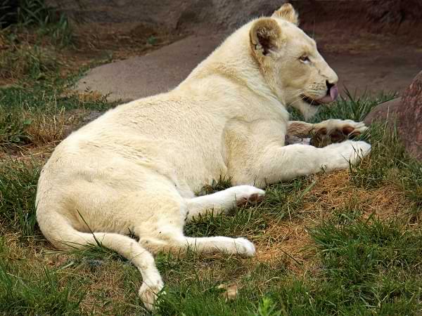 León blanco de Timbavati