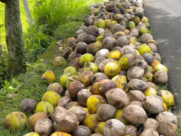 Pila de cocos para la venta