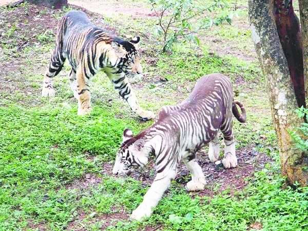 Tigre negro en Odisha India
