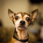Coco - Cuento de amistad entre un perro Chihuahua y un niño