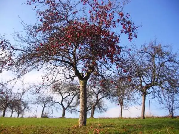 El árbol contador de historias 🌱 ¡Aquellos humanos iban a destruir unos de los pocos parajes naturales que aún quedaban!