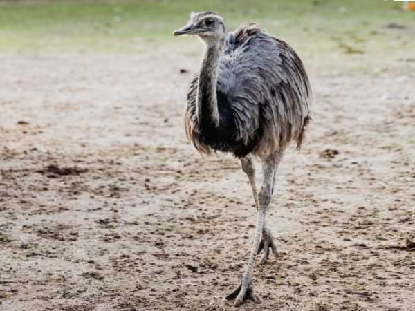 El avestruz Truz - Cuento