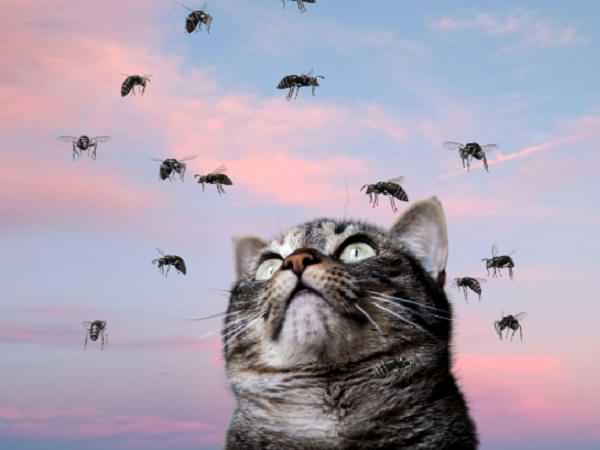El gato con moscas - Micro cuento