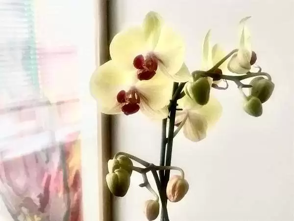 El ladrón de orquídeas - Cuento de misterio