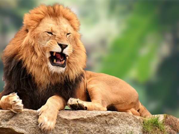 Cuentos para perder el miedo al dentista: El león con dolor de muela.