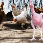 El pollo sin plumas - Cuento