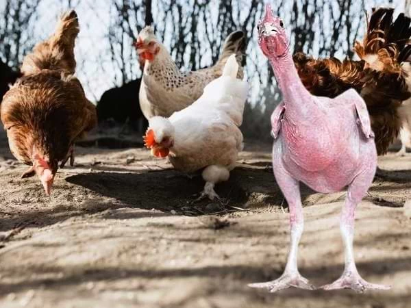 El pollo sin plumas - Cuento
