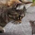 El ratón y el gato - Cuento espiritual
