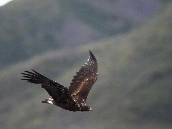 El vuelo majestuoso de un águila