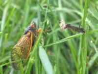 La cigarra y la hormiga 🐜 Fábulas De Esopo 【 +versión de Félix María Samaniego 】
