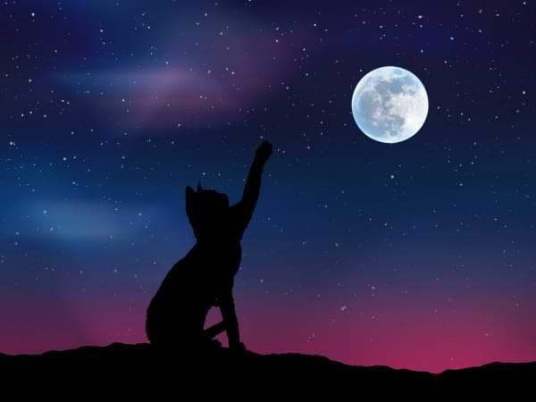 Fábulas del callejón iluminado - Cuento del gato y la luna