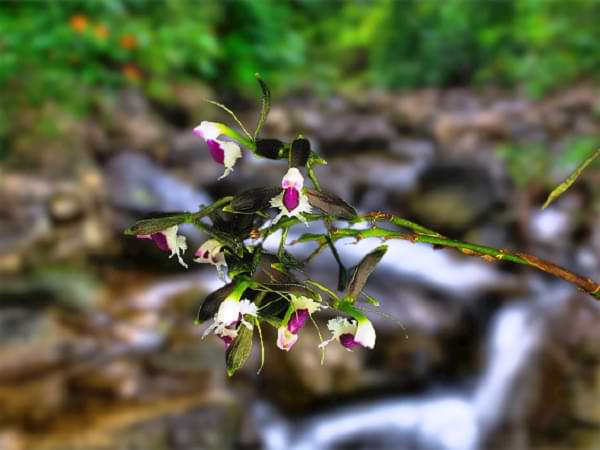 Frágil orquídea - Cuento ecológico