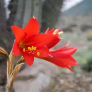 La flor de la Añañuca - Leyenda chilena