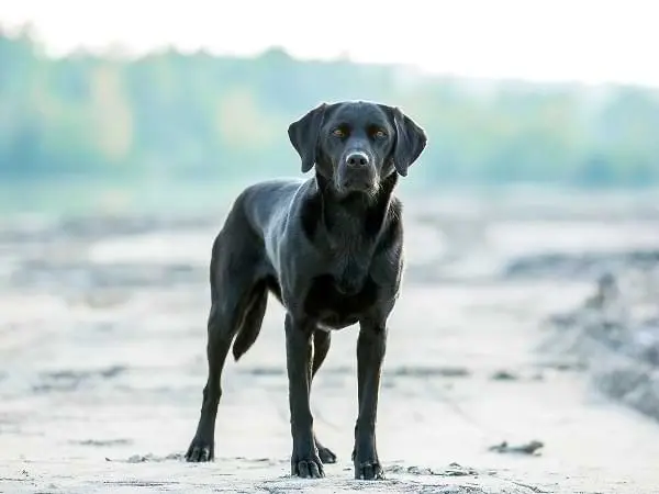 Labrador, el perro bombero - Cuento