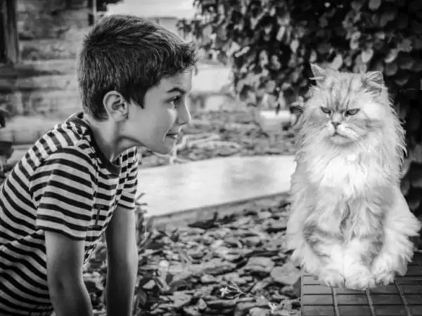 Miau - Cuento sobre gato que habla
