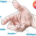Mis cinco deditos - Cuento para aprender los nombres de los 5 dedos de la mano