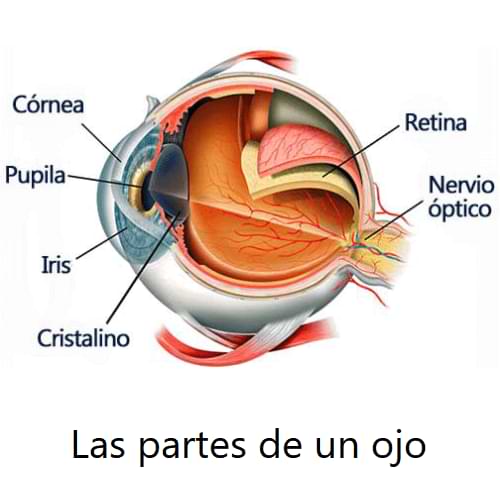 ¿Qué es el sentido de la vista? Las partes del ojo