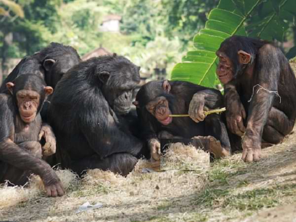 Sus amigos los chimpancés