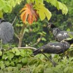 Tempo Taba y sus aves amaestradas - Historia corta